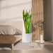 Sansevieria Trifasciata 'Laurentii' or Snake Plant - Greensouq - 