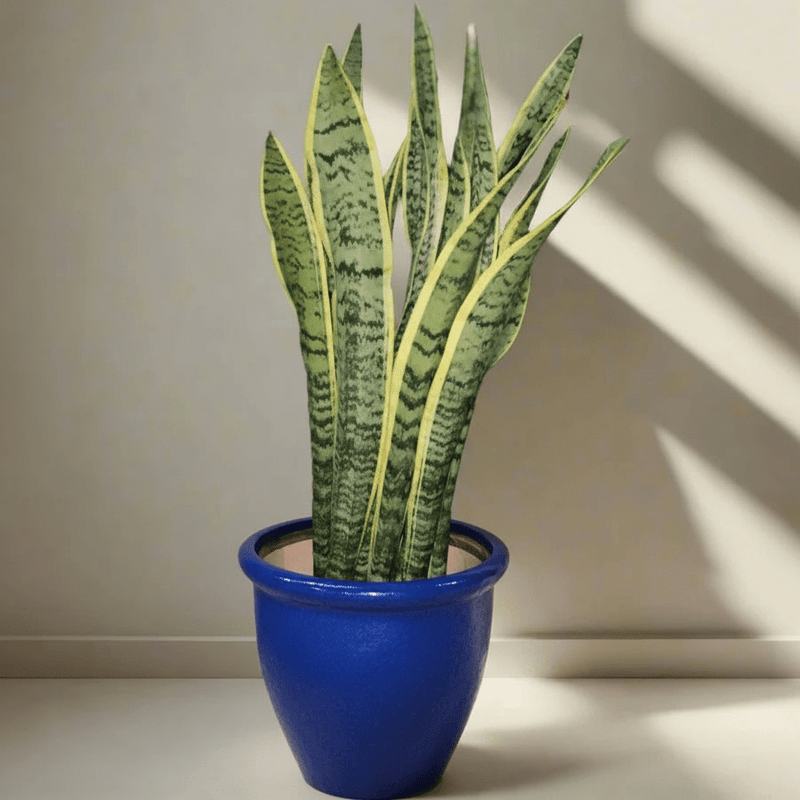 Sansevieria Trifasciata 'Laurentii' or Snake Plant - Greensouq - 