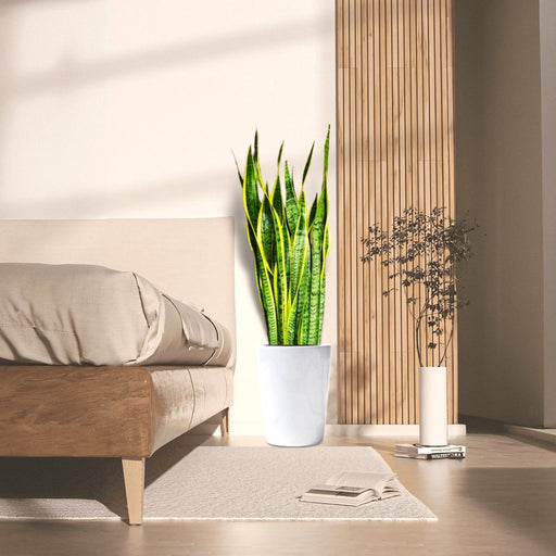 Sansevieria Trifasciata 'Laurentii' or Snake Plant - Greensouq - 