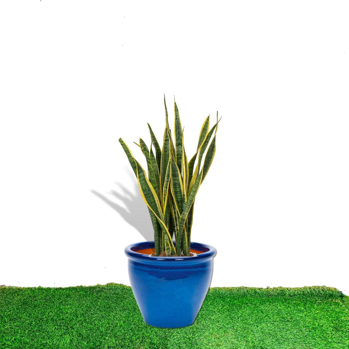Sansevieria Trifasciata 'Laurentii' or Snake Plant in Rolled Rim Pot - Greensouq - 