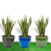 Sansevieria Trifasciata 'Laurentii' or Snake Plant in Rolled Rim Pot - Greensouq - 