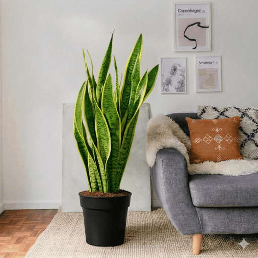 Sansevieria Trifasciata 'Laurentii' - Snake Plant | Dubai's Top - Selling Houseplant! - Greensouq - 