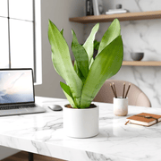 Sansevieria Trifasciata 'Moonshine' or Superba 20 - 30 cm - Greensouq - 