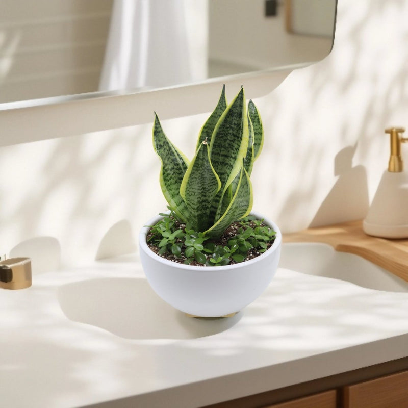 Sansevieria Trifasciata Or Snake Plant in ceramic Bowl - Greensouq - 