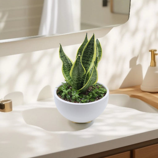 Sansevieria Trifasciata Or Snake Plant in ceramic Bowl - Greensouq - 