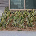 Sansevieria Trifasciata Or Snake Plant (Outdoor) - Greensouq - 