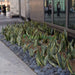 Sansevieria Trifasciata Or Snake Plant (Outdoor) - Greensouq - 