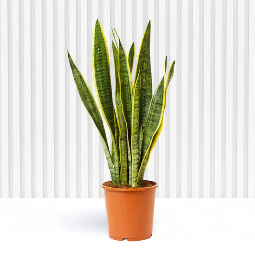 Sansevieria Trifasciata Or Snake Plant (Outdoor) - Greensouq - 