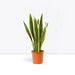 Sansevieria Trifasciata Or Snake Plant (Outdoor) - Greensouq - 