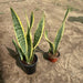 Sansevieria Trifasciata Or Snake Plant (Outdoor) - Greensouq - 