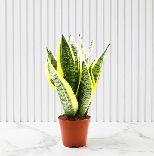 Sansevieria Trifasciata Or Snake Plant (Outdoor) - Greensouq - 