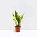 Sansevieria Trifasciata Or Snake Plant (Outdoor) - Greensouq - 