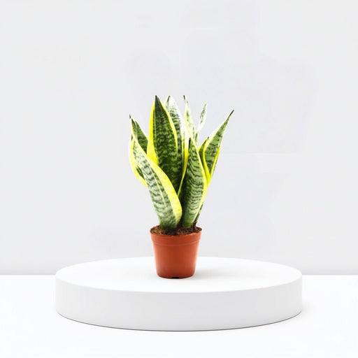 Sansevieria Trifasciata Or Snake Plant (Outdoor) - Greensouq - 