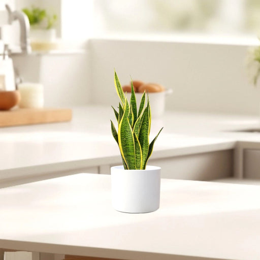 Sansevieria Trifasciata "Snake Plant" 20 - 25cm - Greensouq - 