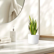 Sansevieria Trifasciata "Snake Plant" 20 - 25cm - Greensouq - 