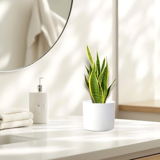 Sansevieria Trifasciata "Snake Plant" 20 - 25cm - Greensouq - 