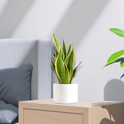 Sansevieria Trifasciata "Snake Plant" 20 - 25cm - Greensouq - 