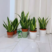 Sansevieria Trifasciata "Snake Plant" 20 - 25cm - Greensouq - 