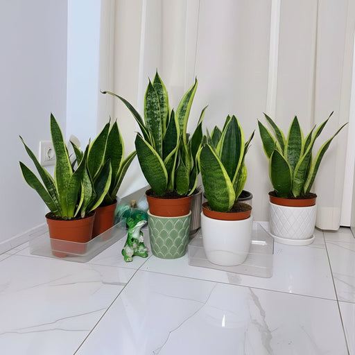 Sansevieria Trifasciata "Snake Plant" 20 - 25cm - Greensouq - 