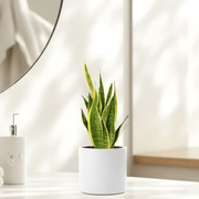 Sansevieria Trifasciata "Snake Plant" 20 - 25cm | UAE's Premium Plant Arrangement! - Greensouq - 