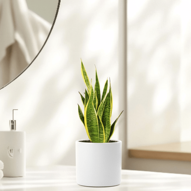 Sansevieria Trifasciata "Snake Plant" 20 - 25cm | UAE's Premium Plant Arrangement! - Greensouq - 