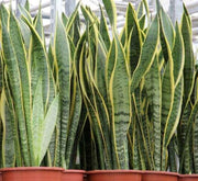 Snake Plant Deluxe, Sansevieria Trifasciata, air purifying plant, houseplant, indoor plant - Greensouq -