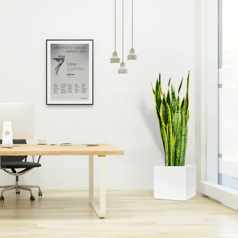 Sansevieria Trifasciata "Snake Plant" in Grp Square Pot 40x40 - Greensouq - 