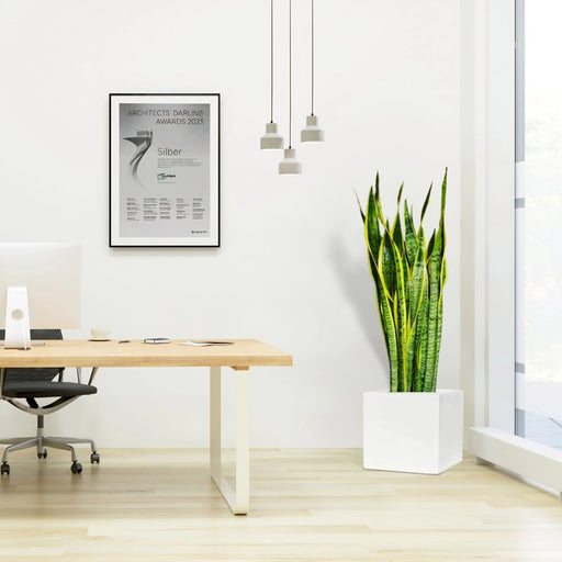 Sansevieria Trifasciata "Snake Plant" in Grp Square Pot 40x40 - Greensouq - 