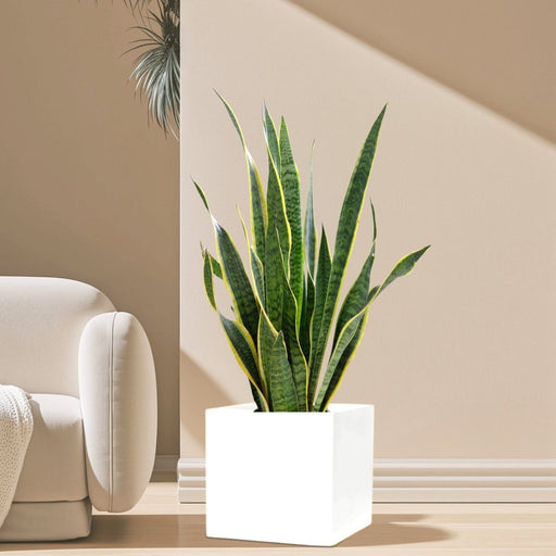Sansevieria Trifasciata "Snake Plant" in Grp Square Pot 40x40 - Greensouq - 