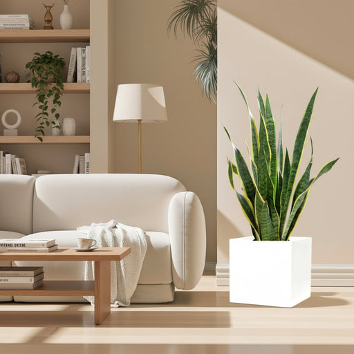 snake plant in square pot Sansevieria Trifasciata Snake Plant