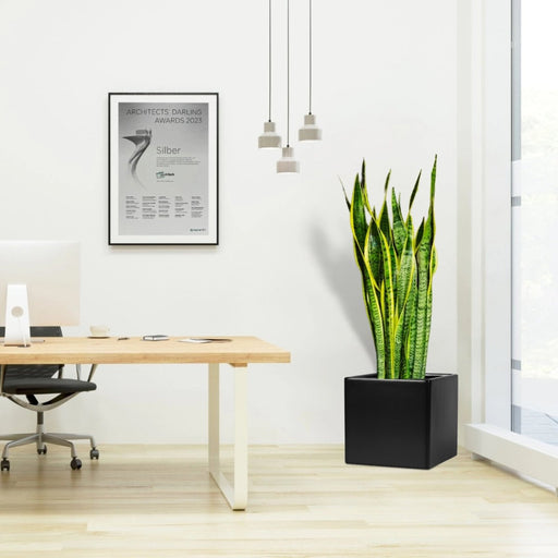 Sansevieria Trifasciata "Snake Plant" in Grp Square Pot 40x40 - Greensouq - 