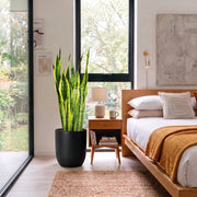 Sansevieria Trifasciata - Snake Plant 'Laurentii' | Dubai's Popular Houseplant! - Greensouq -
