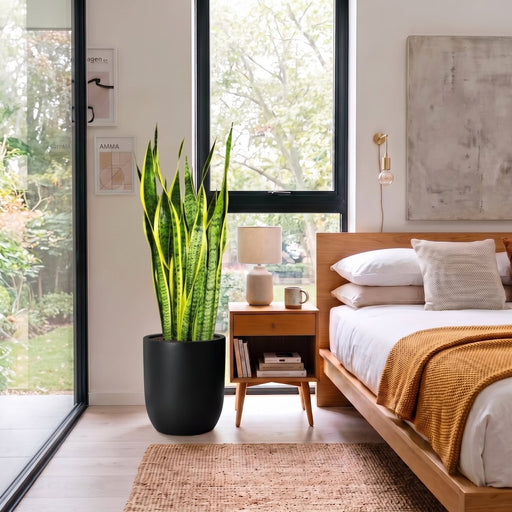 Sansevieria Trifasciata - Snake Plant 'Laurentii' | Dubai's Popular Houseplant! - Greensouq -