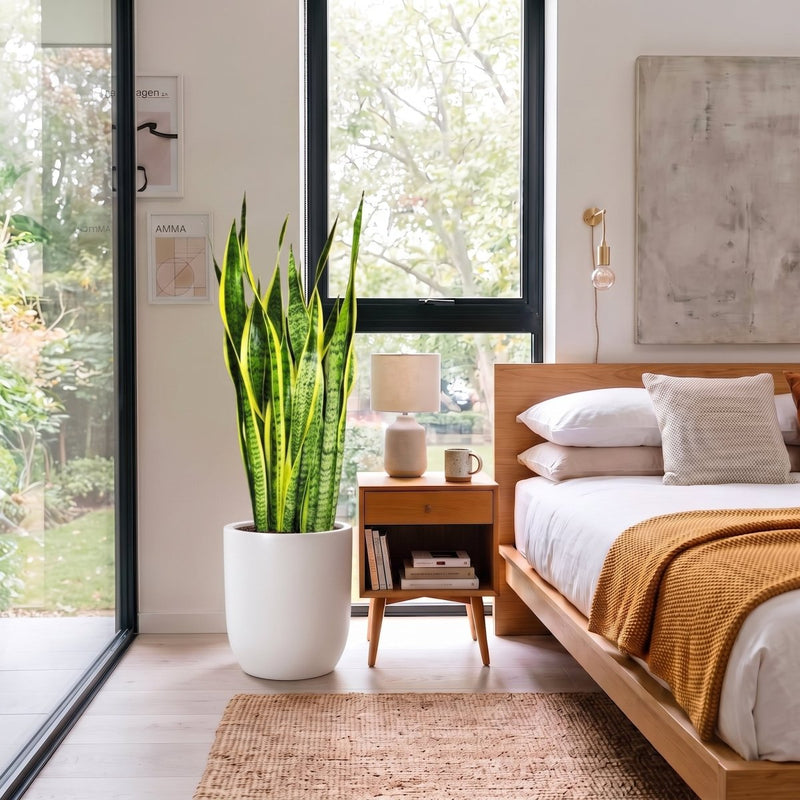 Sansevieria Trifasciata - Snake Plant 'Laurentii' | Dubai's Popular Houseplant! - Greensouq -
