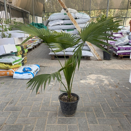 Saribus Rotundifolius Palm - Greensouq - 