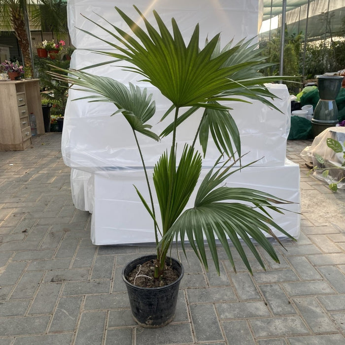 Saribus Rotundifolius Palm - Greensouq - 