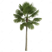 Saribus Rotundifolius Palm - Greensouq - 