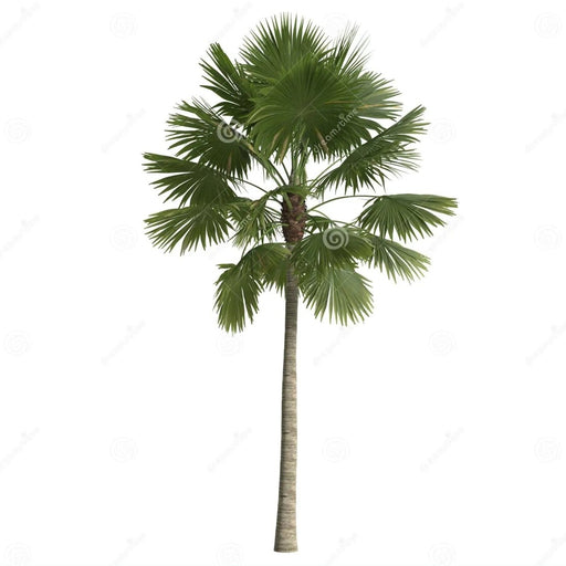 Saribus Rotundifolius Palm - Greensouq - 