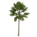 Saribus Rotundifolius Palm - Greensouq - 