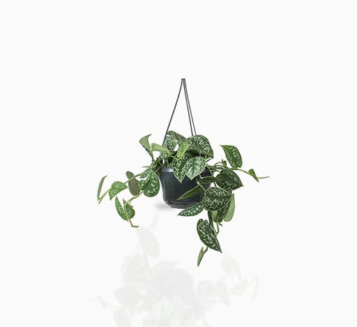 Satin Pothos Hanging - Greensouq - 