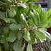 Scaevola Frutescens (Vahl Beach Naupaka, Hawaiian Half Flower, Sea Lettuce) - Greensouq - 