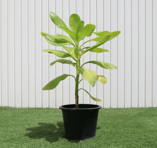 Scaevola Frutescens (Vahl Beach Naupaka, Hawaiian Half Flower, Sea Lettuce) - Greensouq - 