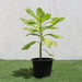 Scaevola Frutescens (Vahl Beach Naupaka, Hawaiian Half Flower, Sea Lettuce) - Greensouq - 