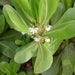 Scaevola Frutescens (Vahl Beach Naupaka, Hawaiian Half Flower, Sea Lettuce) - Greensouq - 