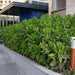 Scaevola Frutescens (Vahl Beach Naupaka, Hawaiian Half Flower, Sea Lettuce) - Greensouq - 