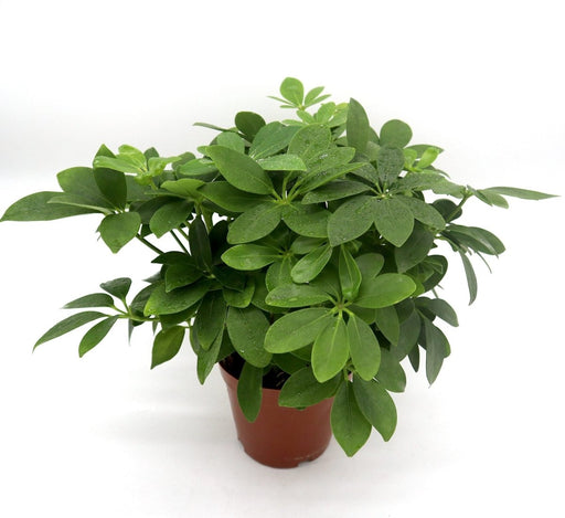 Schefflera arboricola | Compacta | Dwarf Umbrella Tree 25 - 30cm - Greensouq - 