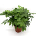 Schefflera arboricola | Compacta | Dwarf Umbrella Tree 25 - 30cm - Greensouq - 