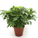 Schefflera arboricola | Compacta | Dwarf Umbrella Tree 25 - 30cm - Greensouq - 