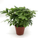 Schefflera arboricola | Compacta | Dwarf Umbrella Tree 25 - 30cm - Greensouq - 