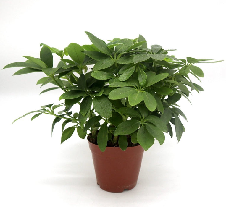 Schefflera arboricola | Compacta | Dwarf Umbrella Tree 25 - 30cm - Greensouq - 